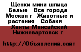 Щенки мини шпица Белые - Все города, Москва г. Животные и растения » Собаки   . Ханты-Мансийский,Нижневартовск г.